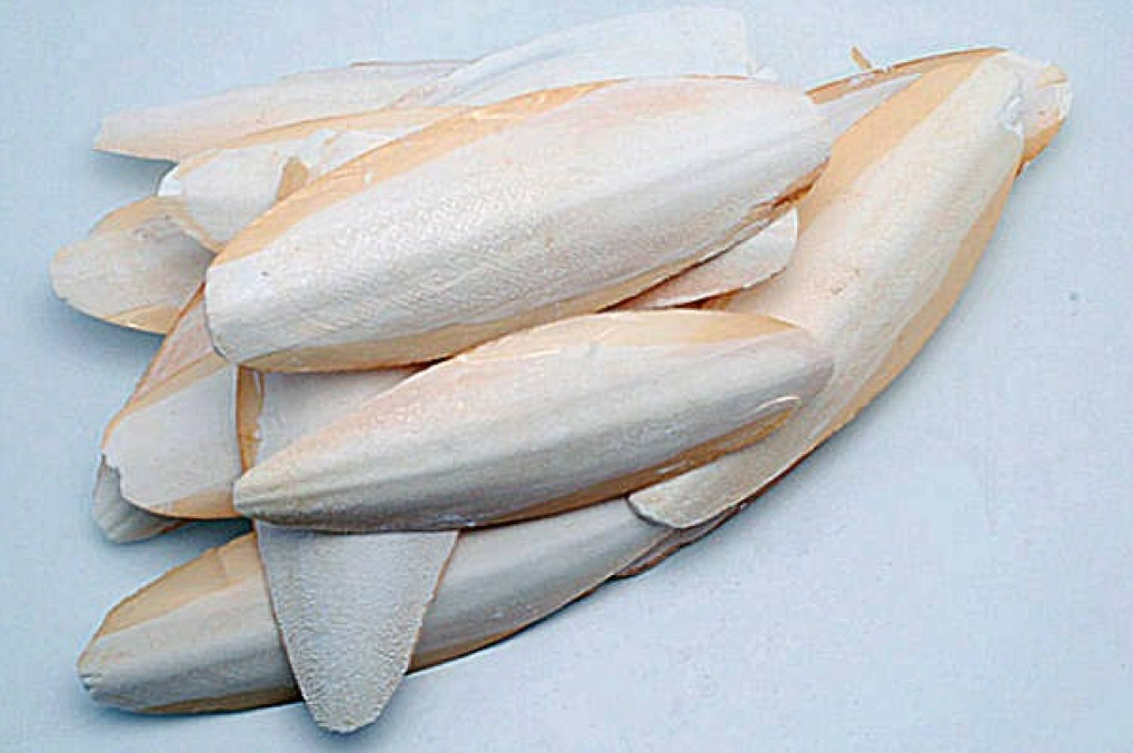 Сепия панцирь каракатицы для попугаев улиток черепах 4 шт