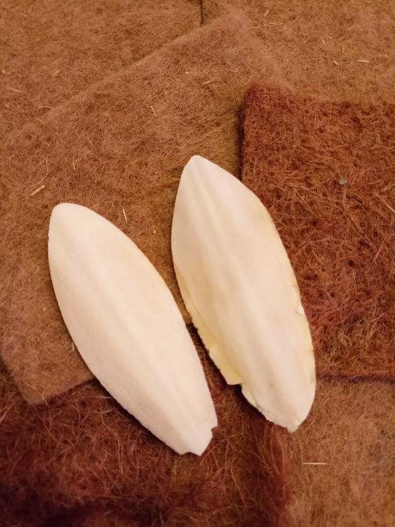 Сепия панцирь каракатицы для попугаев улиток черепах 4 шт